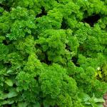 Aromatiques - Persil Frisé Vert Foncé - BIO - face recto